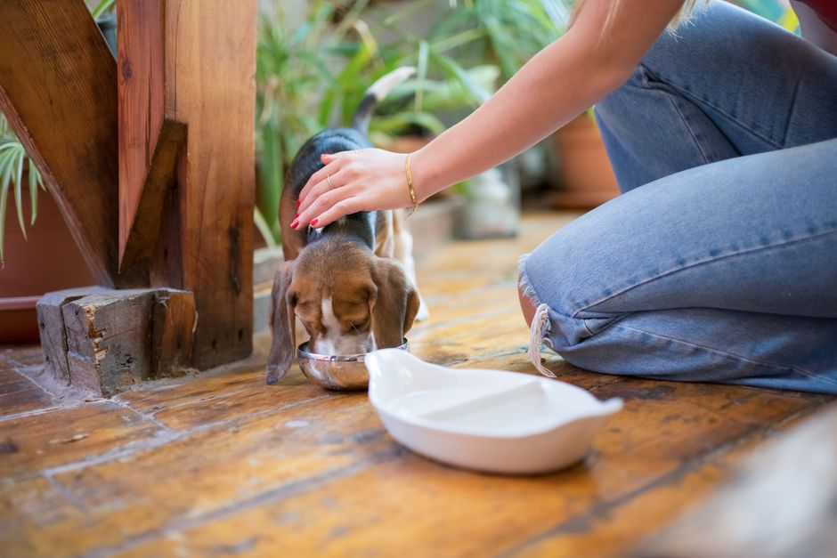 Mua Thức Ăn Chó Tự Nhiên Không Hóa Chất: Hướng Dẫn Chọn Đúng Cho Thú Cưng Của Bạn