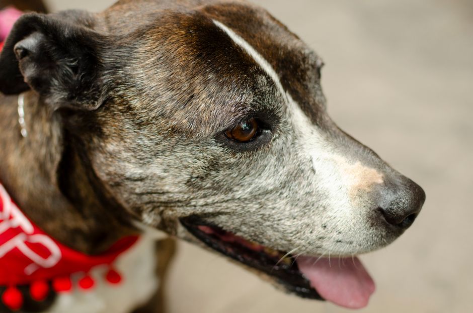 Old dog